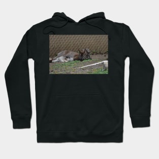 Wallaby and Joey Hoodie